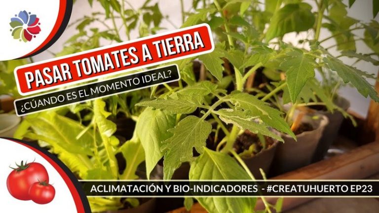 ¿Cuándo pasar los tomates a la huerta? 10 ¿Cuándo pasar los tomates a la huerta?