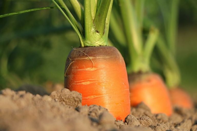 Muy preocupante: Estudios econtraron microplásticos en frutas y verduras 5 Muy preocupante: Estudios econtraron microplásticos en frutas y verduras