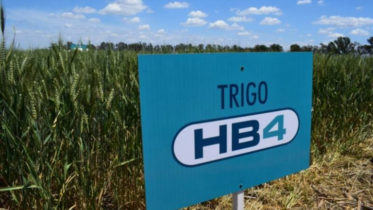 Trigo HB4: el transgénico nuestro de cada día 9 Trigo HB4: el transgénico nuestro de cada día