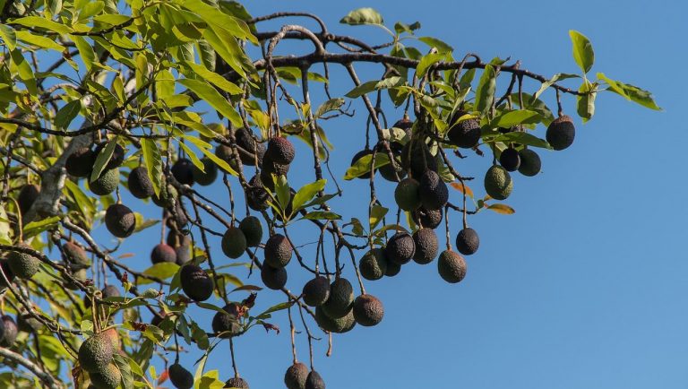 Por las sequías, agricultores de Kenia cambian café por aguacates