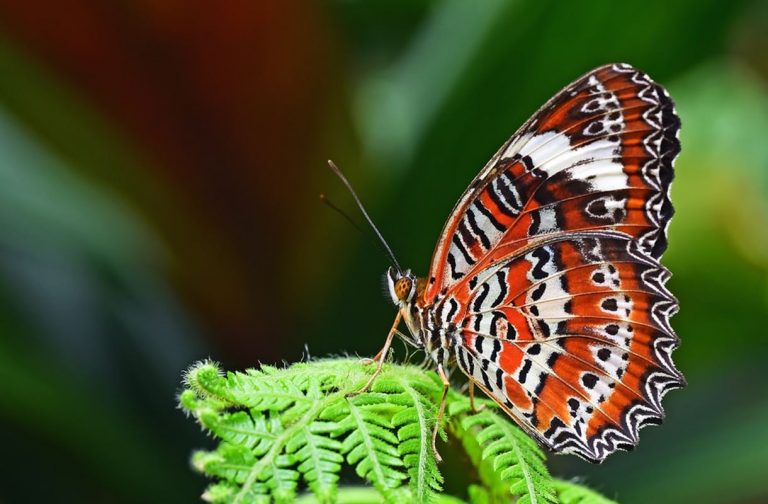 Ya puedes disfrutar de los mejores vídeos de naturaleza y animales, en cualquier lugar