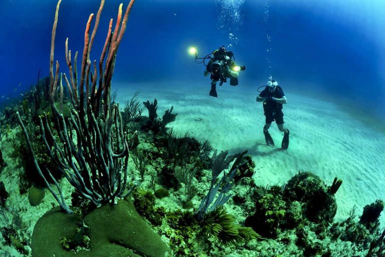 Nuevo informe: La mitad del coral de la Gran Barrera de Coral ha muerto 4 Nuevo informe: La mitad del coral de la Gran Barrera de Coral ha muerto