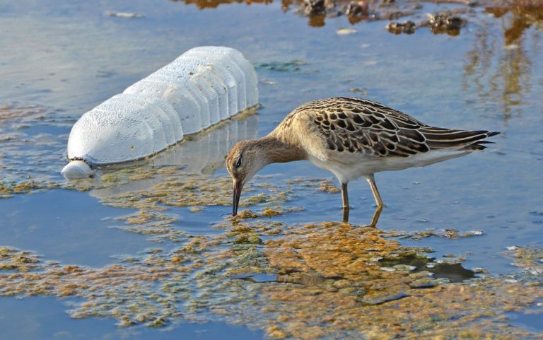 Los plásticos amenazan hasta las aves marinas de las zonas más remotas 9 Los plásticos amenazan hasta las aves marinas de las zonas más remotas