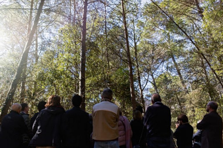 Cómo podemos salvar los bosques entre todos 3 Cómo podemos salvar los bosques entre todos