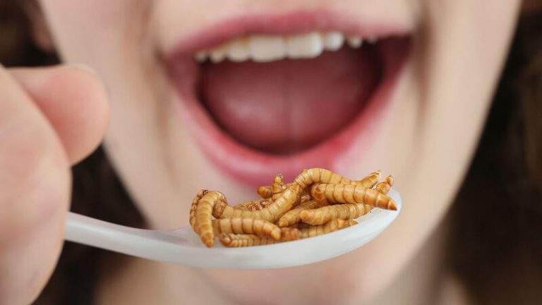 ¿Por qué los insectos son la comida del futuro? 4 ¿Por qué los insectos son la comida del futuro?