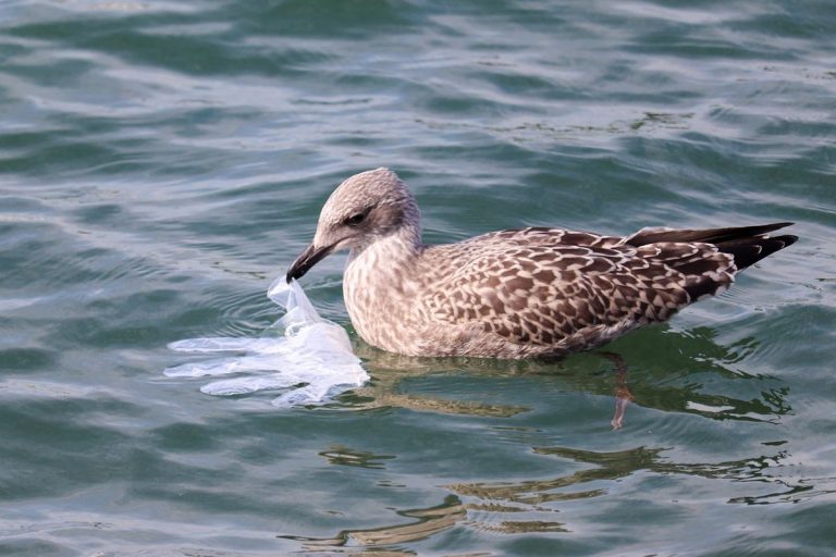El flagelo del plástico en los océanos alcanza dimensiones catastróficas 10 El flagelo del plástico en los océanos alcanza dimensiones catastróficas