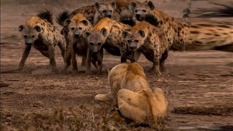 El ‘amor-odio’ entre leones y hienas o cómo compiten por la carroña 3 El ‘amor-odio’ entre leones y hienas o cómo compiten por la carroña