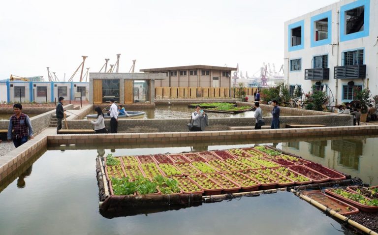 Confirman que los jardines flotantes mejoran la calidad del agua 10 Confirman que los jardines flotantes mejoran la calidad del agua