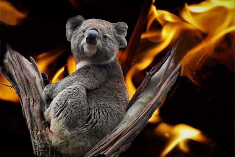 Carrera por evitar la muerte masiva de koalas en futuros incendios forestales 9 Carrera por evitar la muerte masiva de koalas en futuros incendios forestales