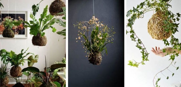 Cómo hacer kokedama: una forma diferente de cultivar tus plantas 3 Cómo hacer kokedama: una forma diferente de cultivar tus plantas