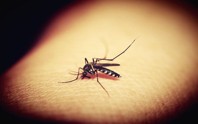 La contaminación lumínica hace que los mosquitos estén activos de noche