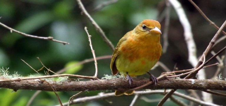 Pájaros cantores de San Francisco recuperaron su rango vocal tras el bloqueo sanitario 2 Pájaros cantores de San Francisco recuperaron su rango vocal tras el bloqueo sanitario