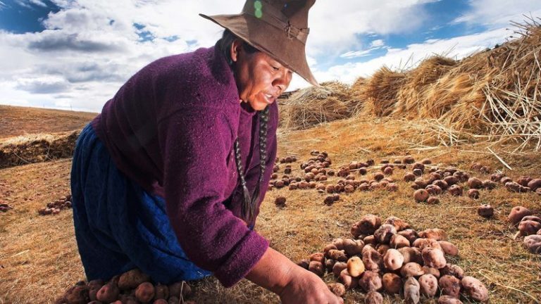 Quince años más sin transgénicos en Perú 3 Quince años más sin transgénicos en Perú