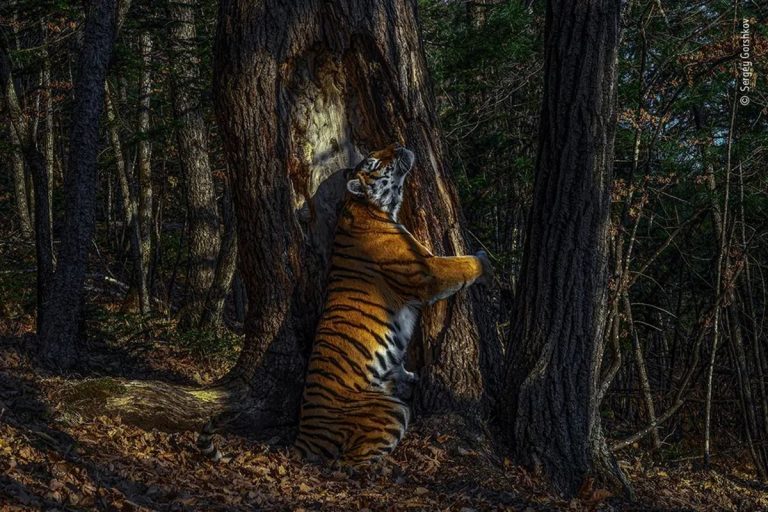 Imagen de una tigresa abrazando un árbol, gana el premio 2020 3 Imagen de una tigresa abrazando un árbol, gana el premio 2020