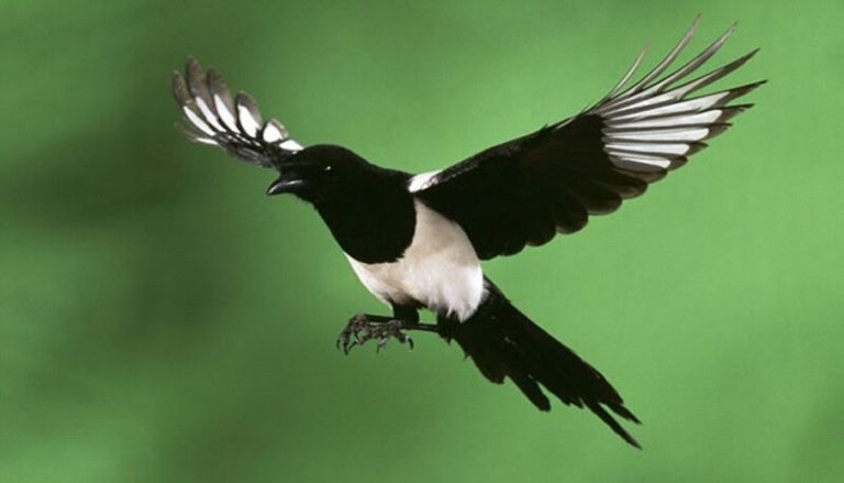 Cuervos y urracas muestran una inesperada generosidad 3 Cuervos y urracas muestran una inesperada generosidad