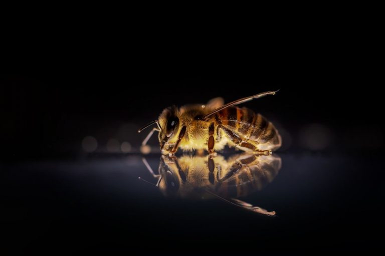 El problema con las abejas melíferas 5 El problema con las abejas melíferas