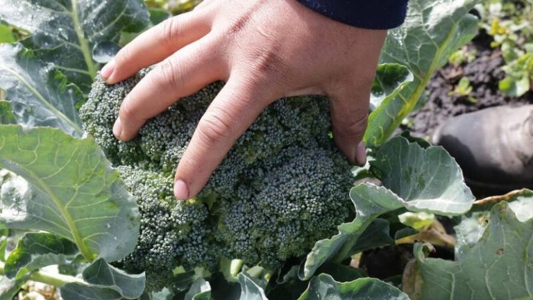 Aseguran que Argentina tiene todas las condiciones para avanzar hacia la agroecología 2 Aseguran que Argentina tiene todas las condiciones para avanzar hacia la agroecología
