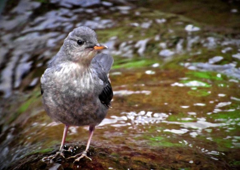 Por qué la regulación de la calidad del aire ha 'salvado 1.500 millones de aves' en EE.UU 10 Por qué la regulación de la calidad del aire ha ‘salvado 1.500 millones de aves’ en EE.UU