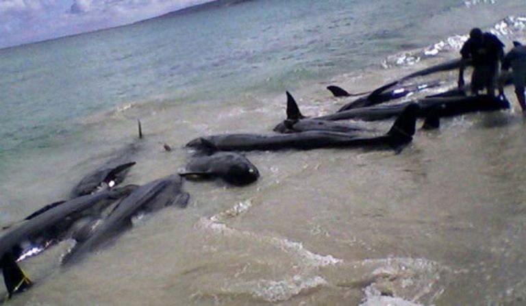 Sri Lanka rescata 120 ballenas tras el mayor varamiento masivo de la historia 5 Sri Lanka rescata 120 ballenas tras el mayor varamiento masivo de la historia