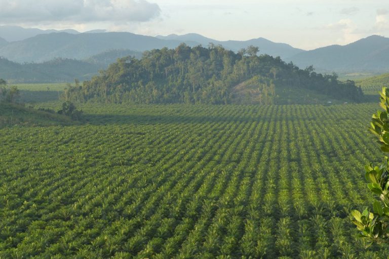 Los pueblos indígenas de Borneo, en pié de guerra para defender sus bosques 7 Los pueblos indígenas de Borneo, en pié de guerra para defender sus bosques