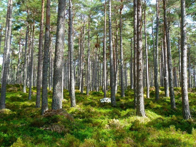Explora la fuerte influencia que tienen la cultura pop y los movimientos eco-friendly 1 Explora la fuerte influencia que tienen la cultura pop y los movimientos eco-friendly