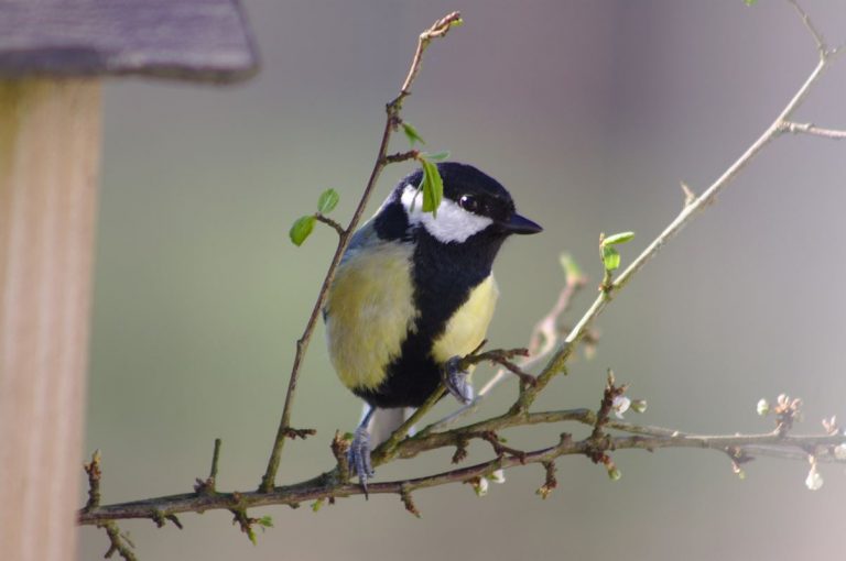 Los pajaritos podrían empezar a pasar hambre por el aumento de las temperaturas 10 Los pajaritos podrían empezar a pasar hambre por el aumento de las temperaturas