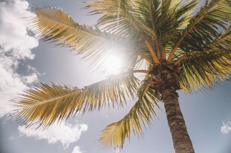 ¿Conoces los ingredientes naturales que te protegen del sol? 7 ¿Conoces los ingredientes naturales que te protegen del sol?