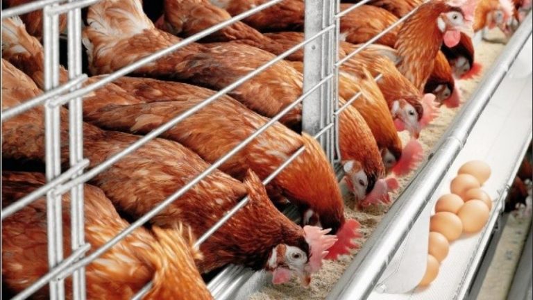 Sacrifican 25 mil aves de corral tras un primer foco de gripe aviar 5 Sacrifican 25 mil aves de corral tras un primer foco de gripe aviar