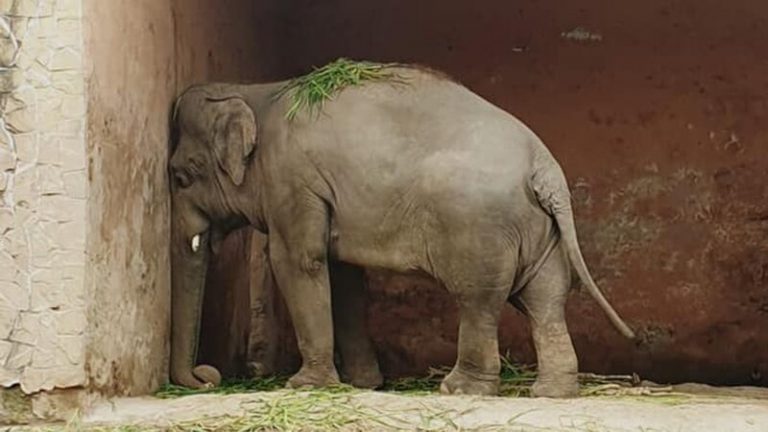 Nuevo hogar para el “elefante más solitario del mundo” 3 Nuevo hogar para el “elefante más solitario del mundo”