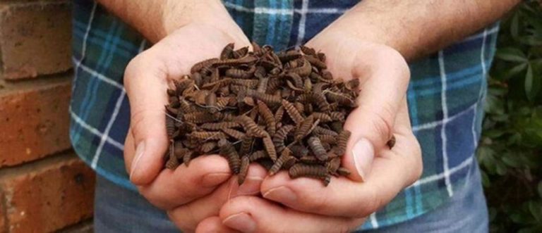 Las larvas de mosca podrían ser un alimento 'ecológico y nutritivo' 4 Las larvas de mosca podrían ser un alimento ‘ecológico y nutritivo’