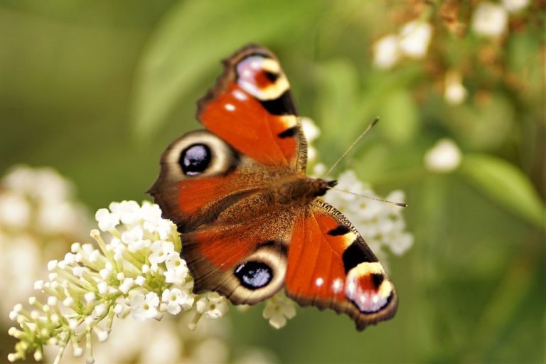 Muchas especies están teniendo dificultades para adaptarse a un clima más cálido 8 Muchas especies están teniendo dificultades para adaptarse a un clima más cálido