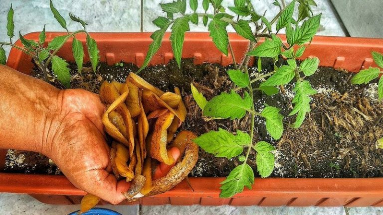 Cómo hacer fertilizante natural con cáscaras de papa 5 Cómo hacer fertilizante natural con cáscaras de papa