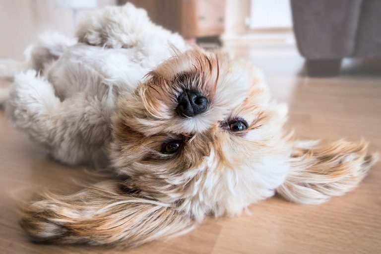 Las mascotas reducen el estrés: Nueva investigación científica lo confirma 4 Las mascotas reducen el estrés: Nueva investigación científica lo confirma