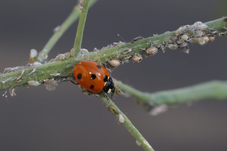 Cómo eliminar las plagas de tus plantas con remedios caseros y naturales