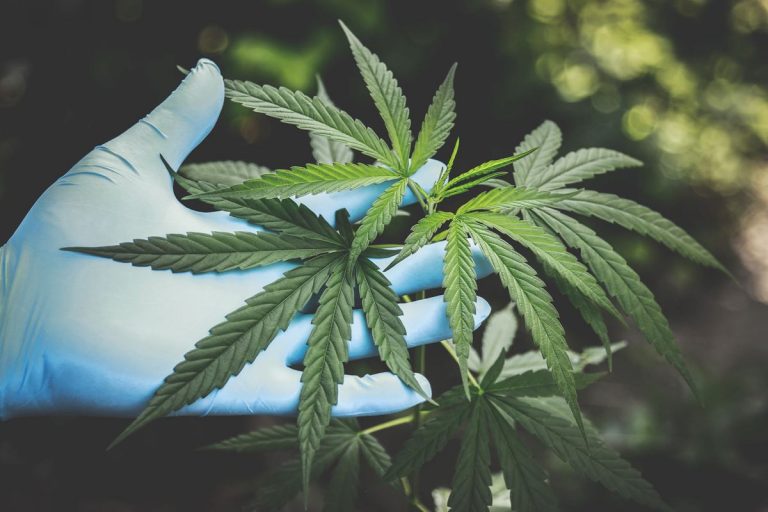 La marihuana se abre hueco como solución más sostenible y más productiva 4 La marihuana se abre hueco como solución más sostenible y más productiva