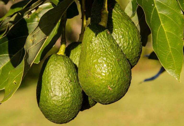 México aumentó 29.4 % la exportación de aguacates pese a la pandemia 5 México aumentó 29.4 % la exportación de aguacates pese a la pandemia