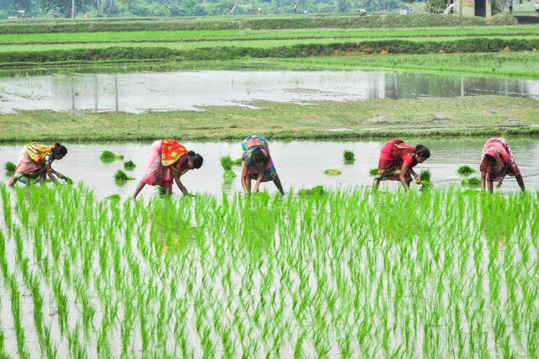 El riego por goteo puede reducir los graves costos ambientales del cultivo de arroz