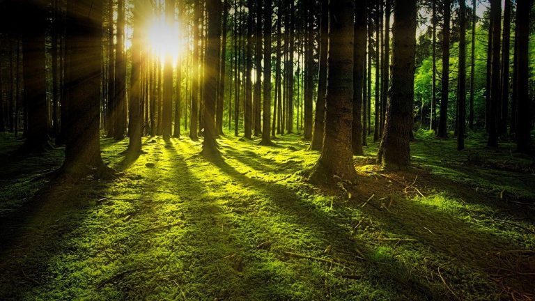 El costo de proteger los bosques y plantar árboles a nivel mundial, podría aumentar 3 El costo de proteger los bosques y plantar árboles a nivel mundial, podría aumentar