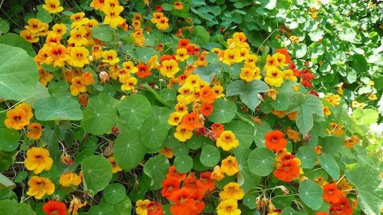 Flores de todo el año para la huerta 4 Flores de todo el año para la huerta