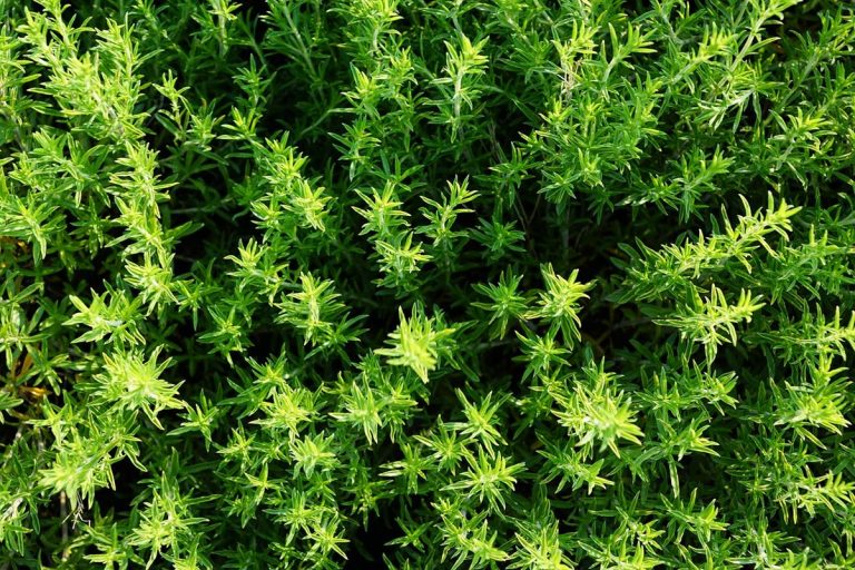 5 hierbas y raíces buenas para los pulmones y la vías respiratorias 5 5 hierbas y raíces buenas para los pulmones y la vías respiratorias