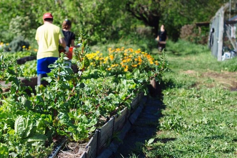 Volver al campo y la pandemia 9 Volver al campo y la pandemia