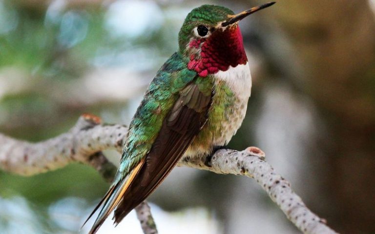 Los colibríes tienen la capacidad de ver más colores que los humanos 8 Los colibríes tienen la capacidad de ver más colores que los humanos