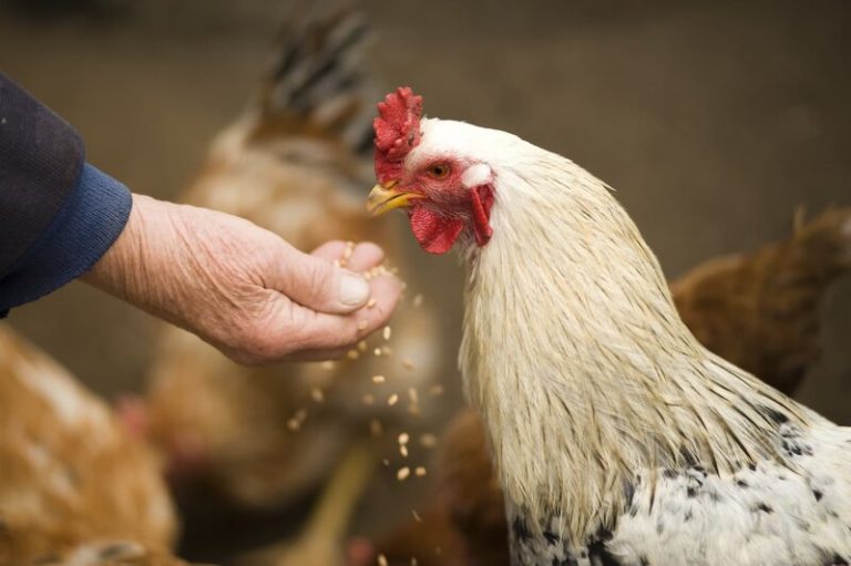Tienes gallinas, esto no deberías darles de comer 1 Tienes gallinas, esto no deberías darles de comer
