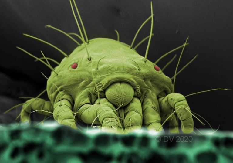 Así actúa un biopesticida contra la plaga de la araña roja 1 Así actúa un biopesticida contra la plaga de la araña roja