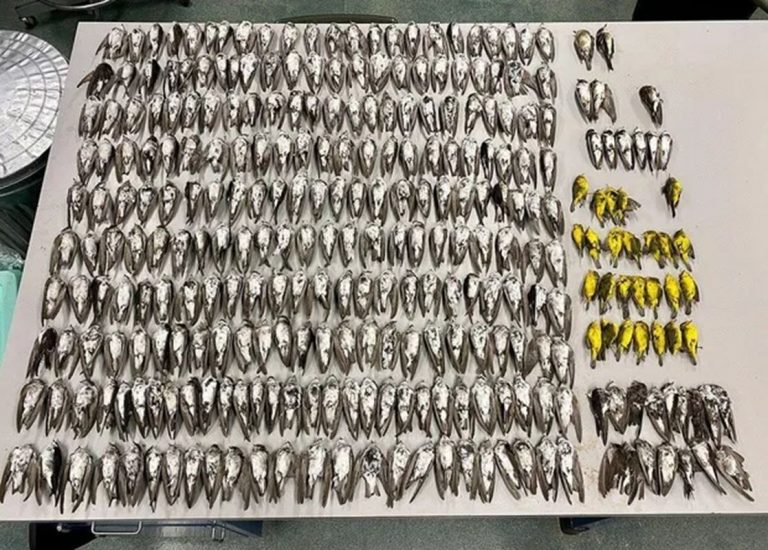 Muerte masiva de aves en EU fué 'causada por el hambre' 5 Muerte masiva de aves en EU fué ‘causada por el hambre’