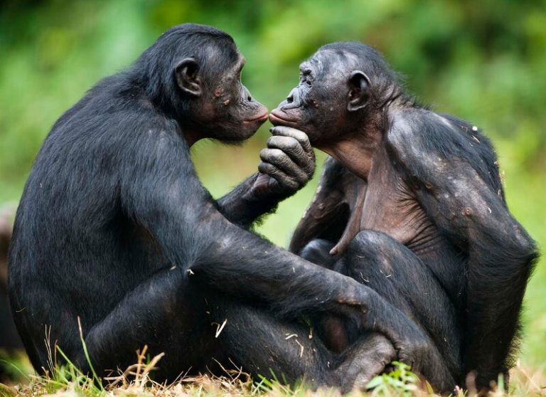 Los bonobos, los simios hippies del Congo en peligro de extinción 9 Los bonobos, los simios hippies del Congo en peligro de extinción