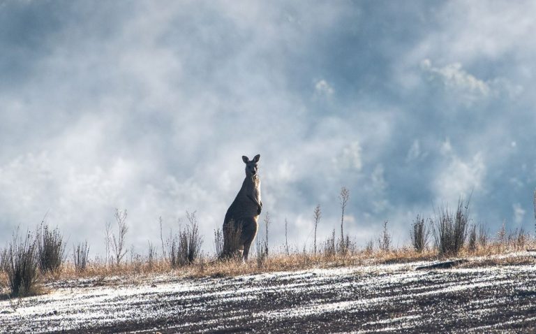Australia no alcanzaría objetivos del Acuerdo de París 2 Australia no alcanzaría objetivos del Acuerdo de París