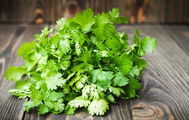 Cilantro, una hierba con 10 beneficios para tu salud 4 Cilantro, una hierba con 10 beneficios para tu salud