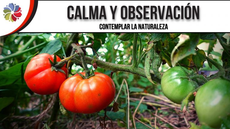 Haz un espacio en la mente para que el pensamiento natural emerja