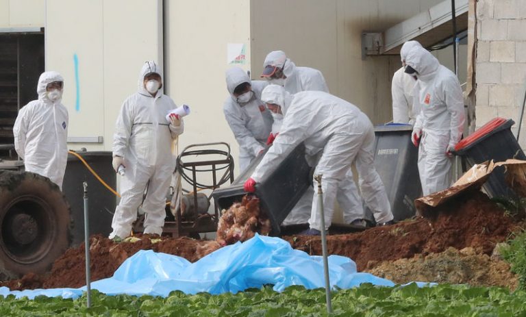Brote de gripe aviar, sacrifican 19 millones de aves 10 Brote de gripe aviar, sacrifican 19 millones de aves